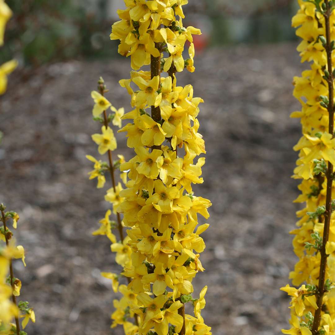 Forsythia 'Minfor6'