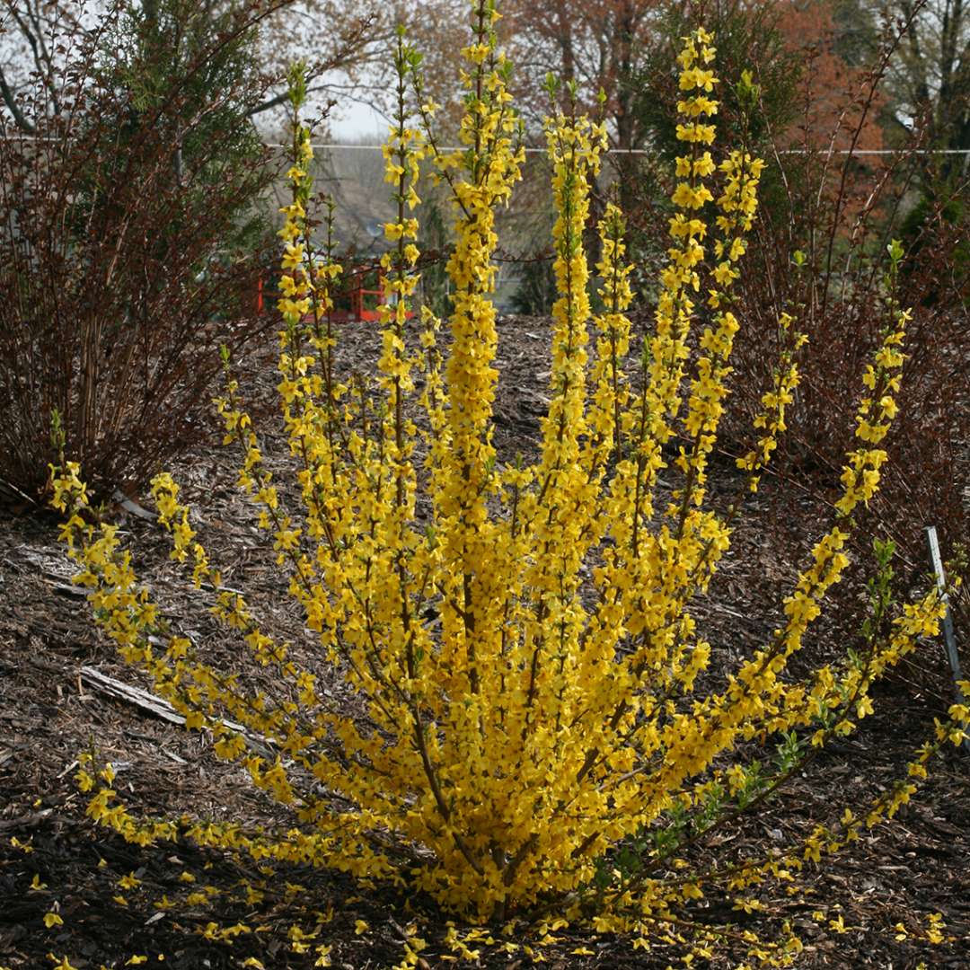 Forsythia 'Minfor6'