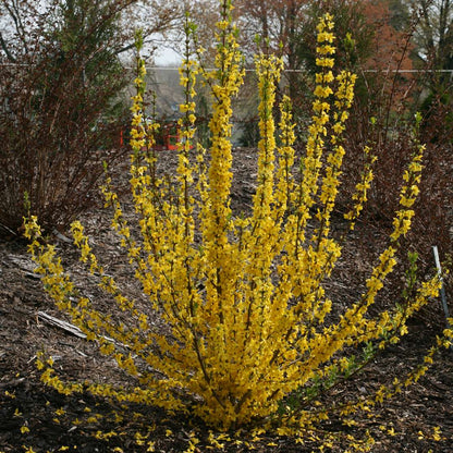 Forsythia 'Minfor6'