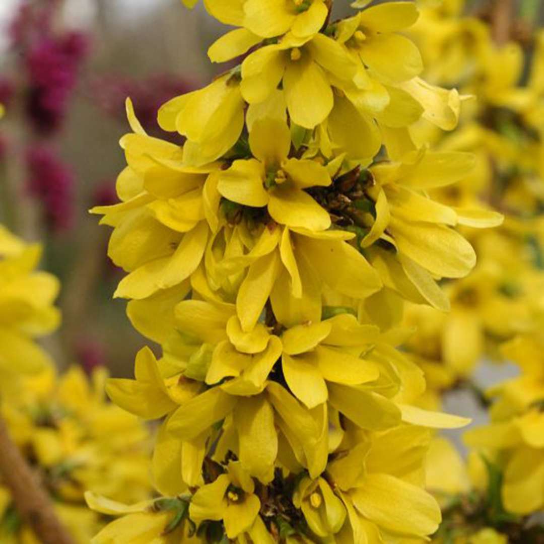 Forsythia 'Minfor6'