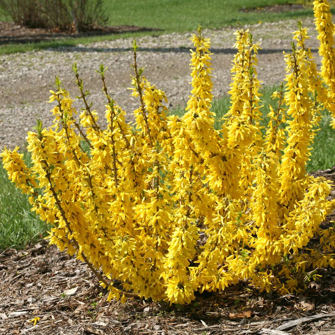Forsythia 'NIMBUS'