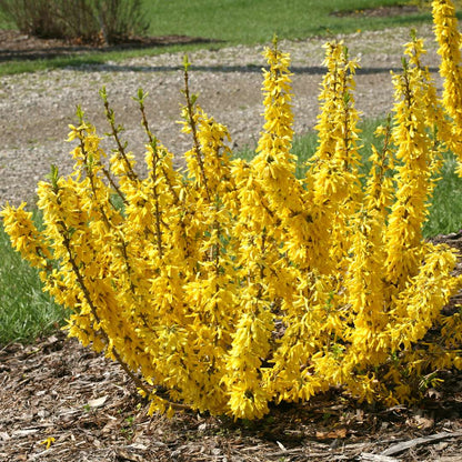 Forsythia 'NIMBUS'