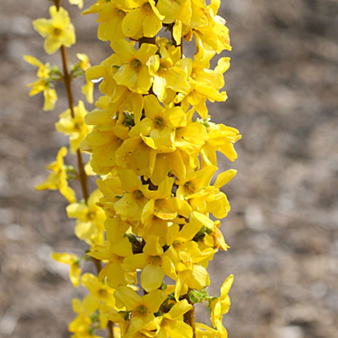 Forsythia 'NIMBUS'