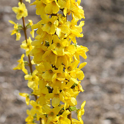 Forsythia 'NIMBUS'