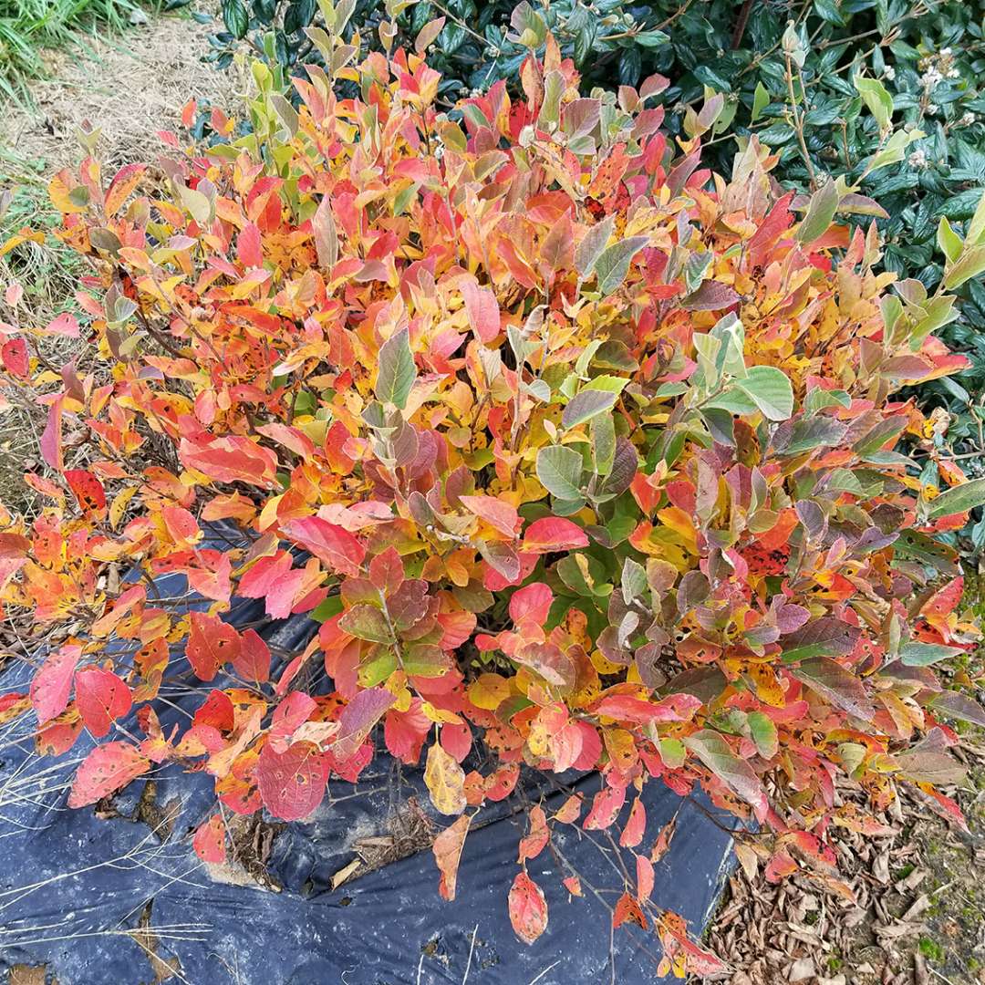 Bottlebrush - LEGEND OF THE SMALL