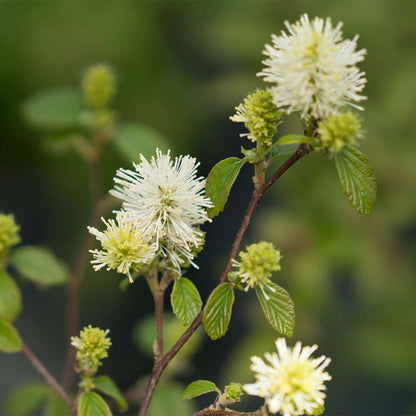 Bottlebrush - LEGEND OF THE FALL