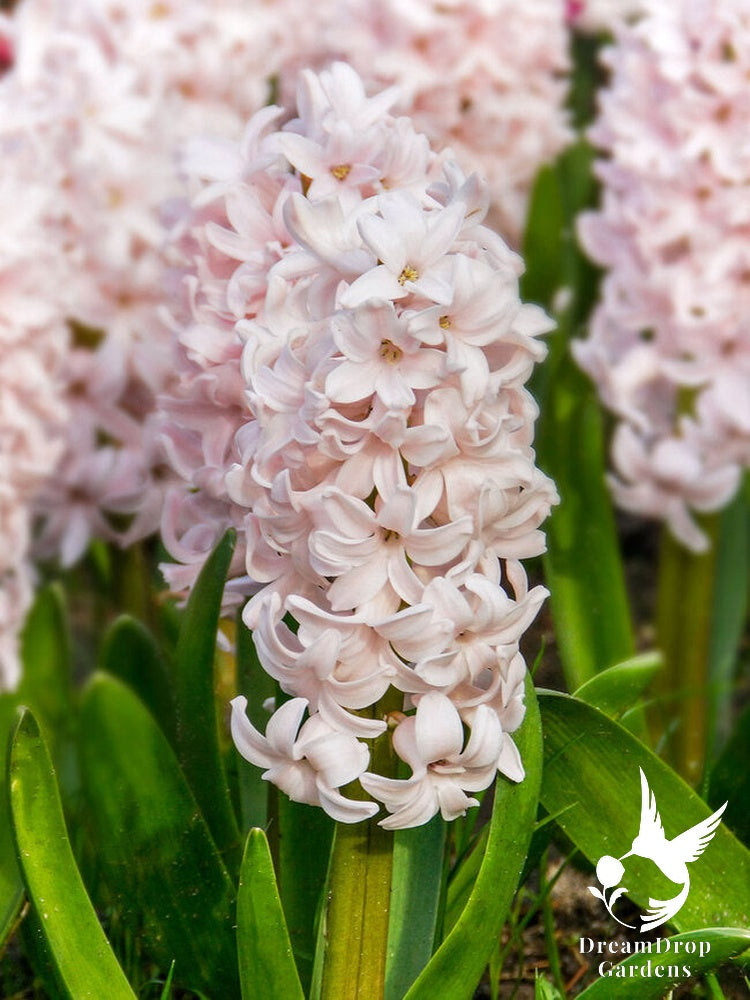 Fragrant Hyacinth - Soft Pink — DreamDrop Gardens photo 1