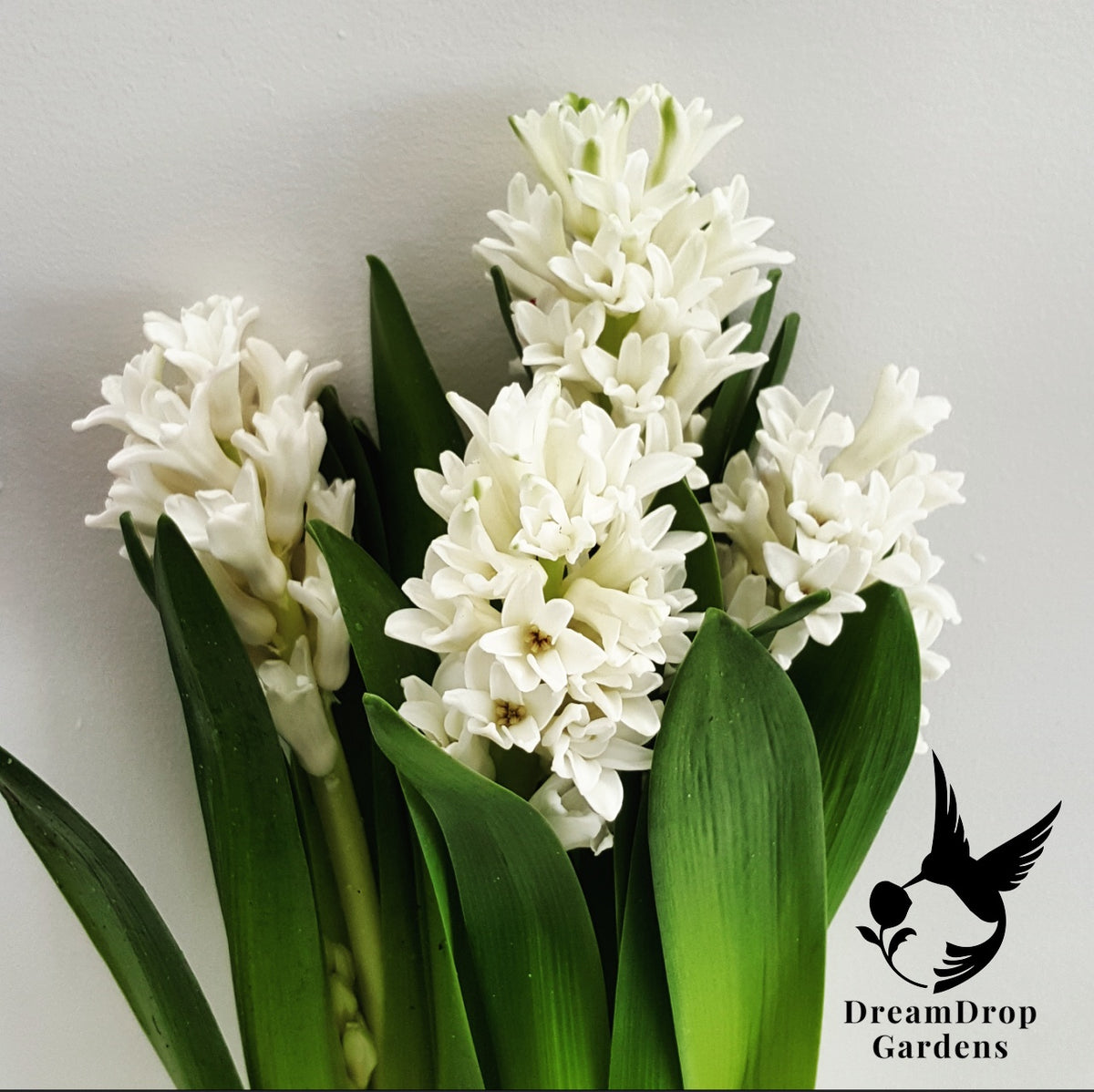 Fragrant Hyacinth - White — DreamDrop Gardens photo 1