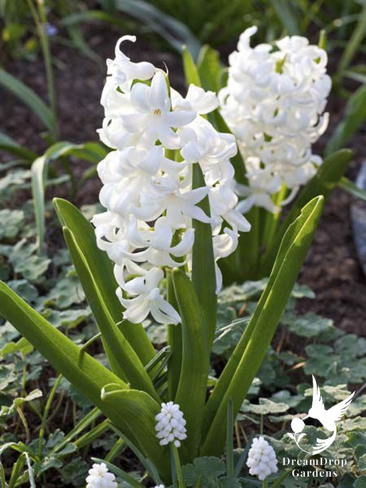 Fragrant Hyacinth - White — DreamDrop Gardens photo 2