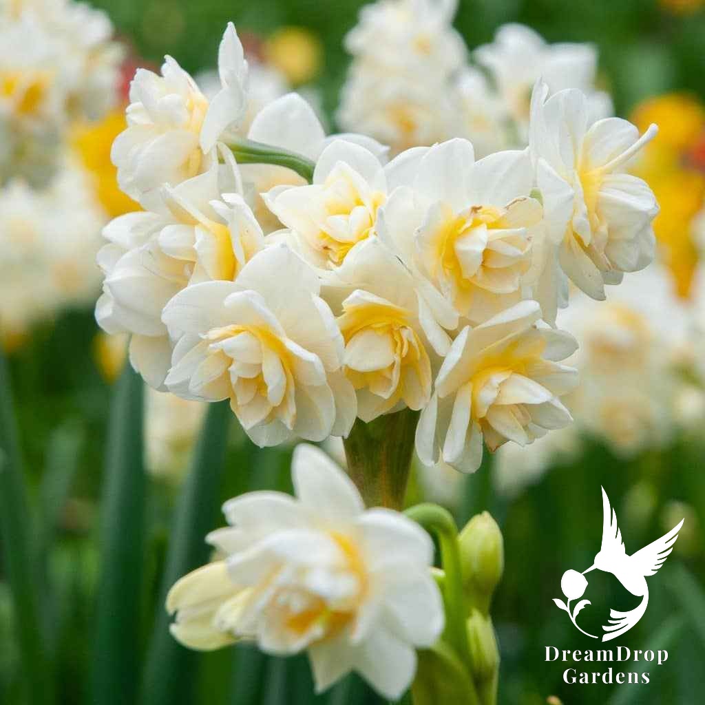 Fragrant Paperwhite Daffodil 'Erlicheer' — DreamDrop Gardens photo 1