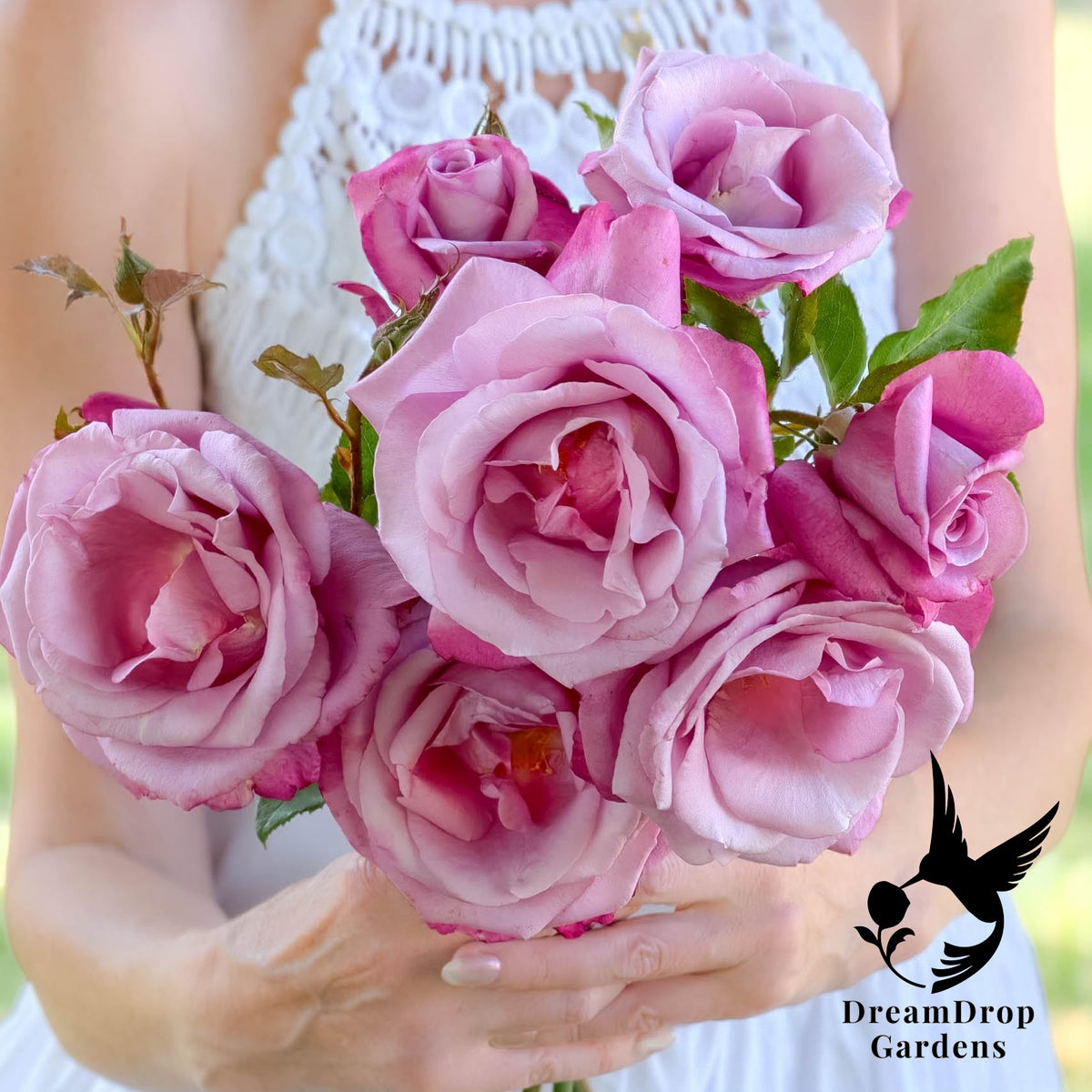 Fragrant Plum grandiflora rose bouquet of lavender-pink blooms held in two hands