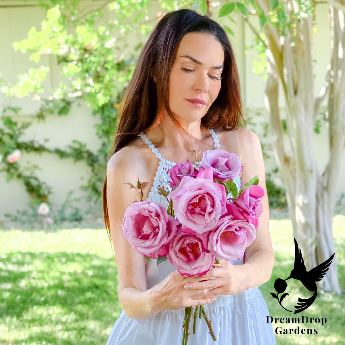 Fragrant Plum grandiflora rose stems in lavender-pink bloom carried in a garden