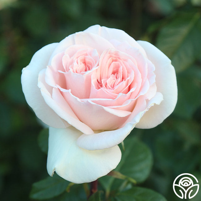 Rose - Francis Meilland