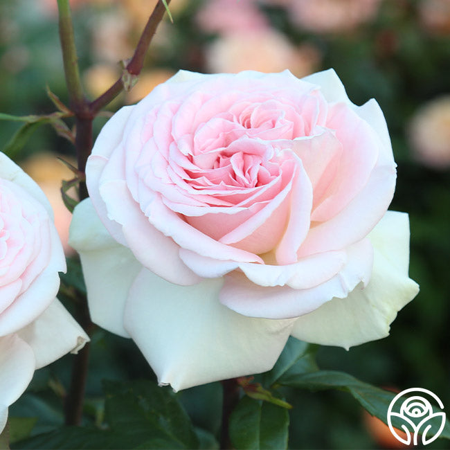 Rose - Francis Meilland
