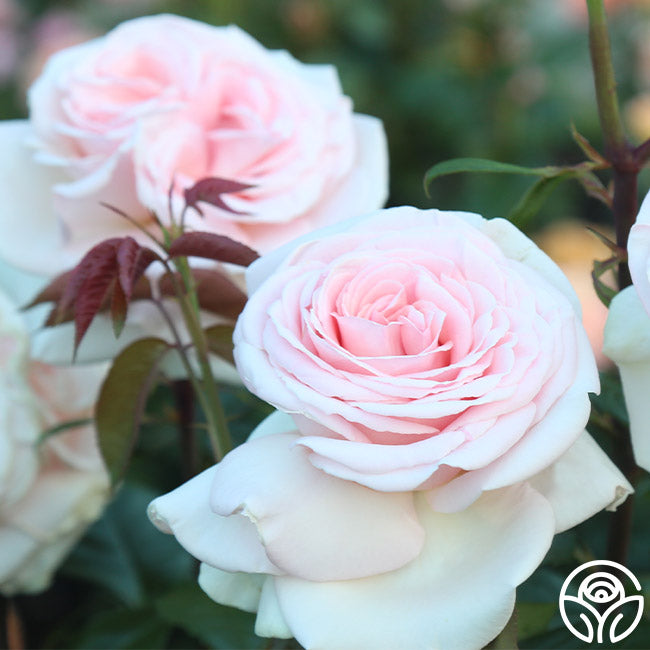 Rose - Francis Meilland