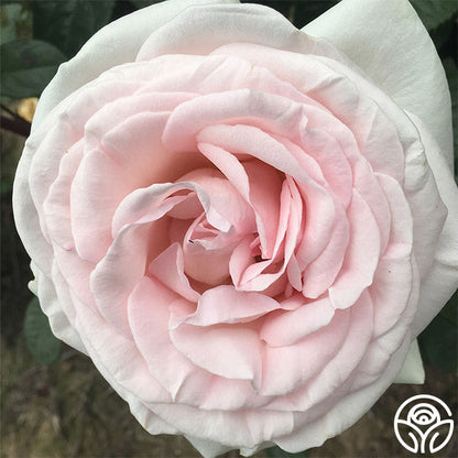 Rose - Francis Meilland