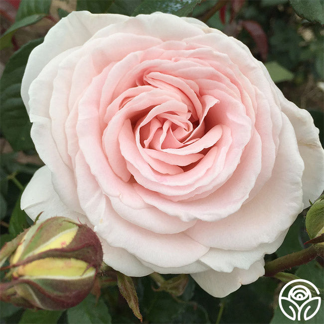 Rose - Francis Meilland