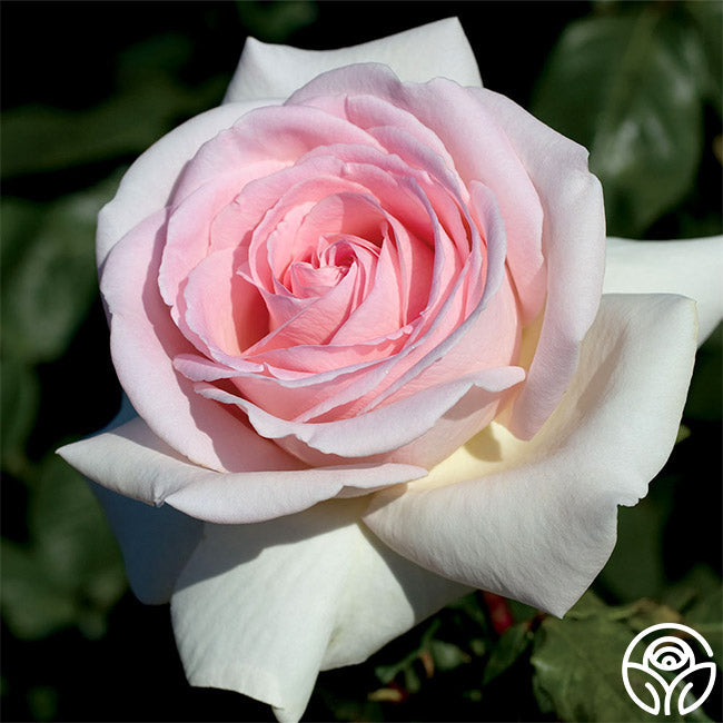 Rose - Francis Meilland