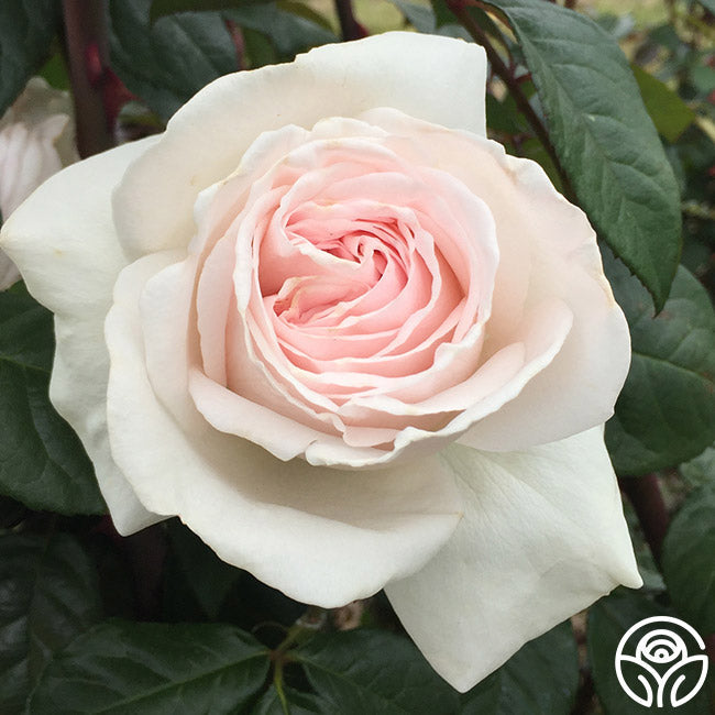 Rose - Francis Meilland