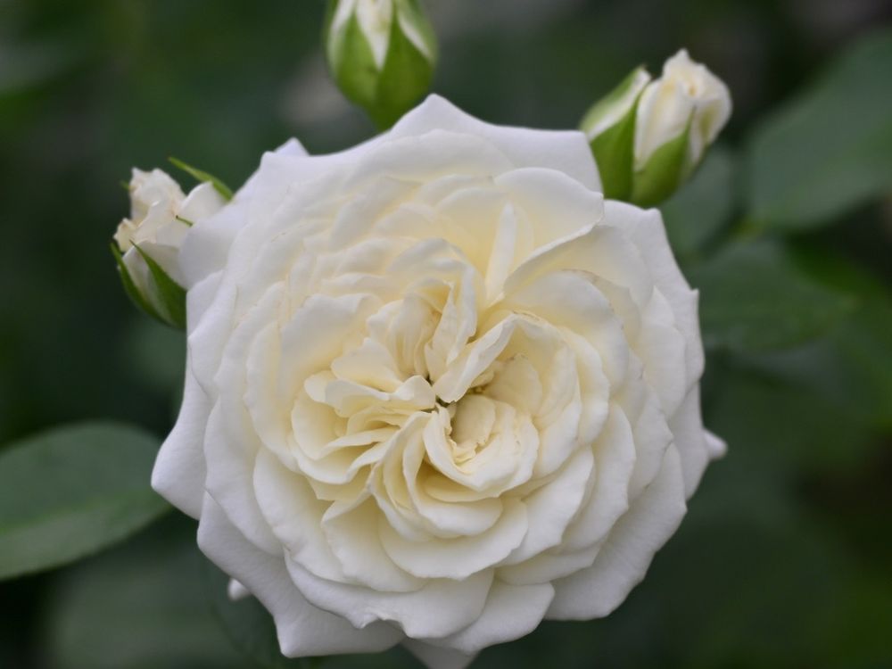 Rose - Alabaster
