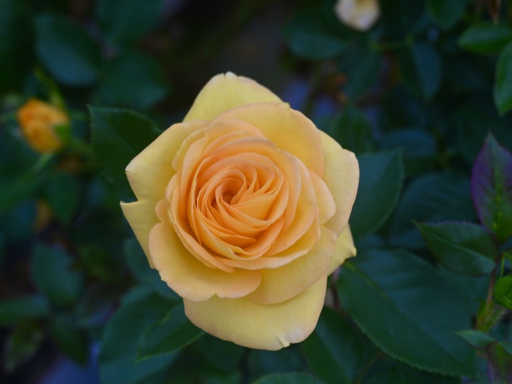 Rose - Alsterwasser