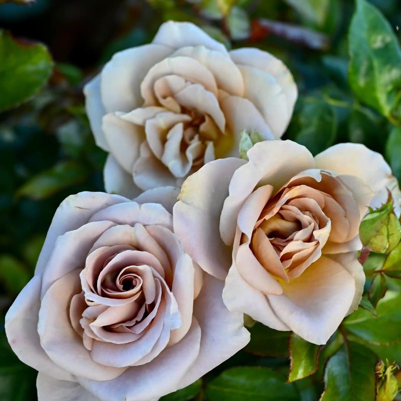 Rose - Amnesia