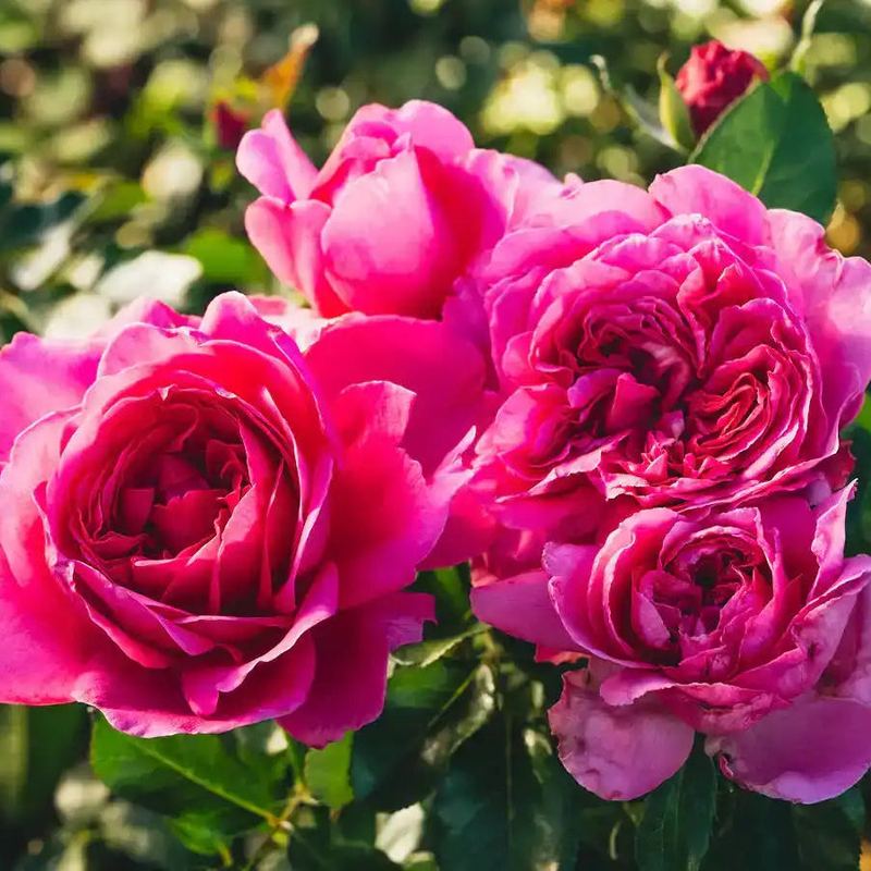 Rose - Anni
