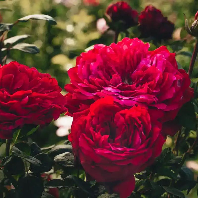 Rose - Belle de Noir