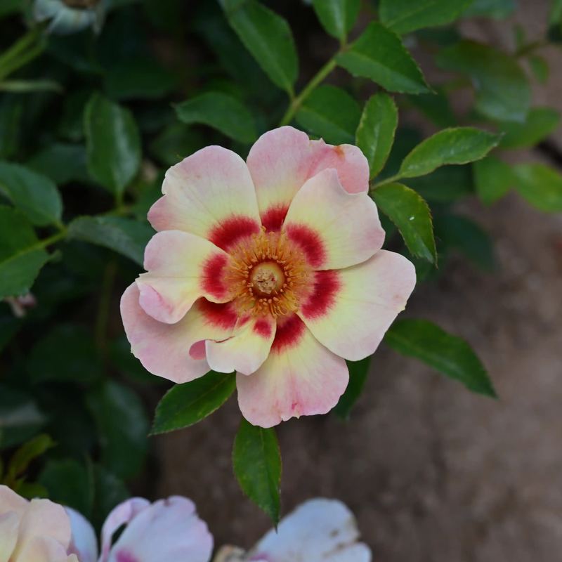 Rose - Blushing Babylon Eyes
