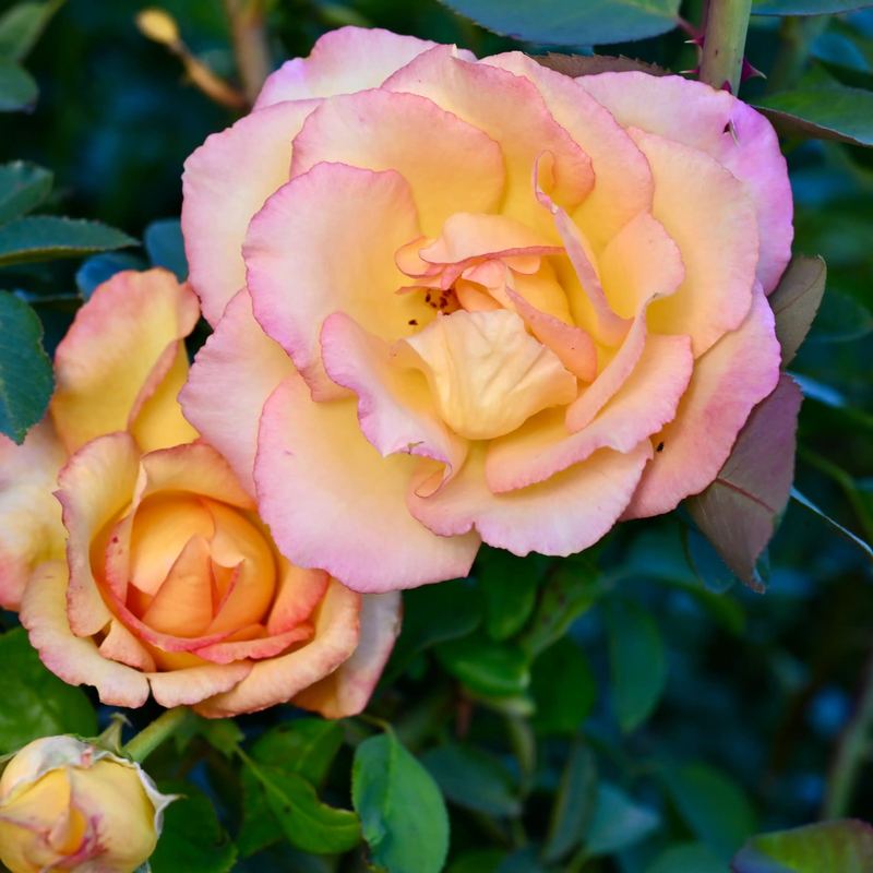 Rose - Boheme