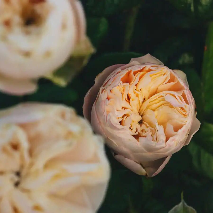 Rose - Bridgerton