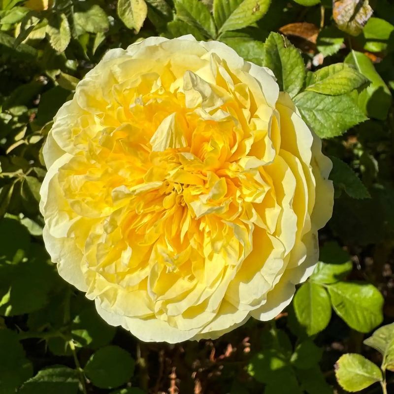 Rose - Bumblebee