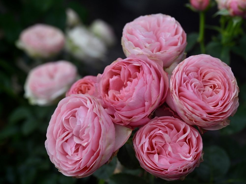 Rose - Cap d'Antibes