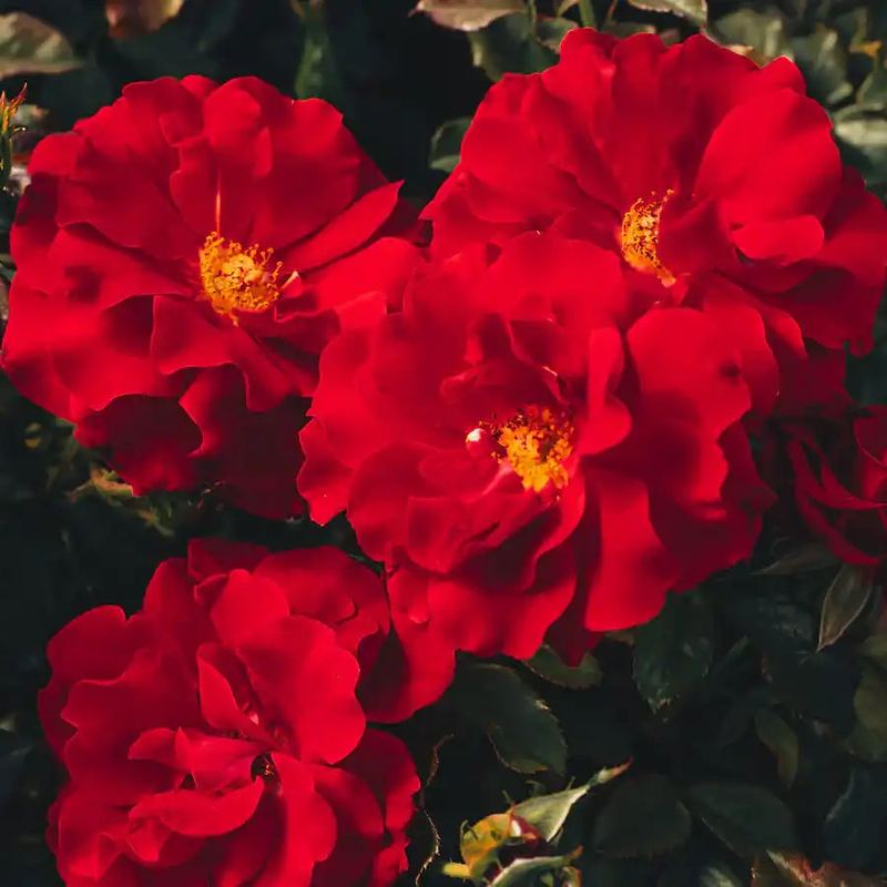 Rose - City of San Francisco