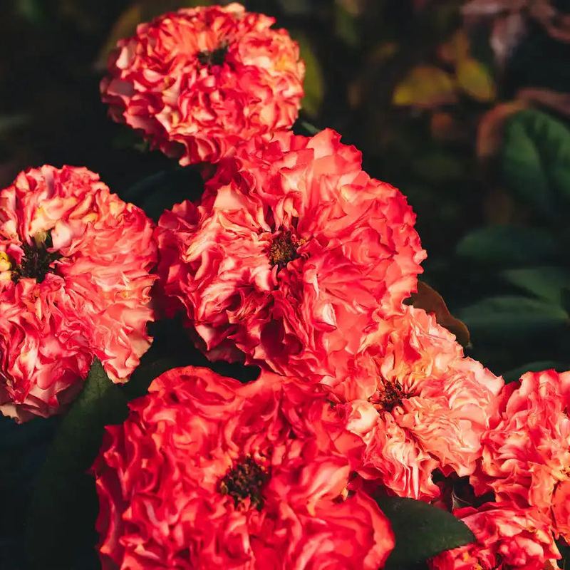 Rose - Coral Reeva