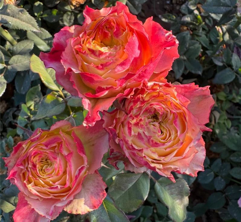 Rose - Country Spirit Frieda