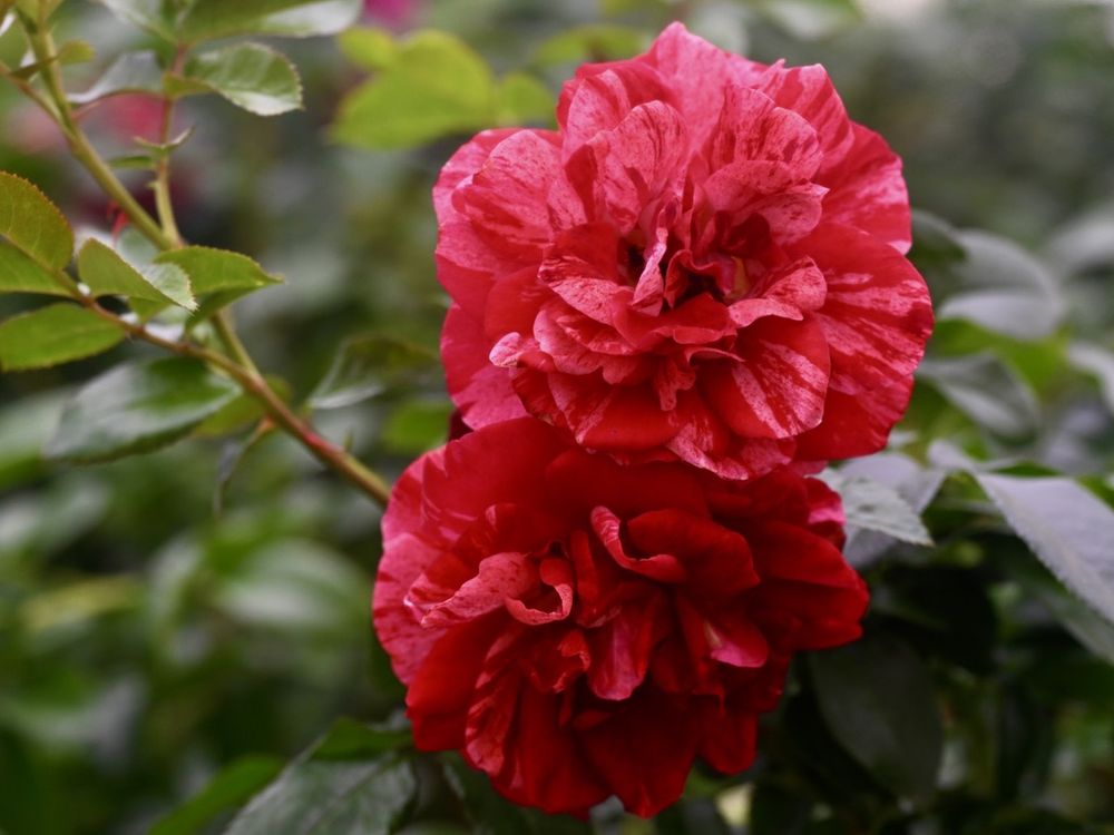 Rose - Crazy Maya