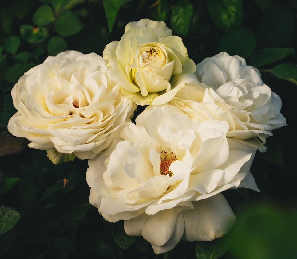 Rose - Debütantin