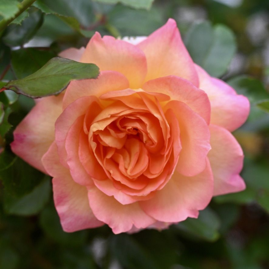 Rose - Ember Room