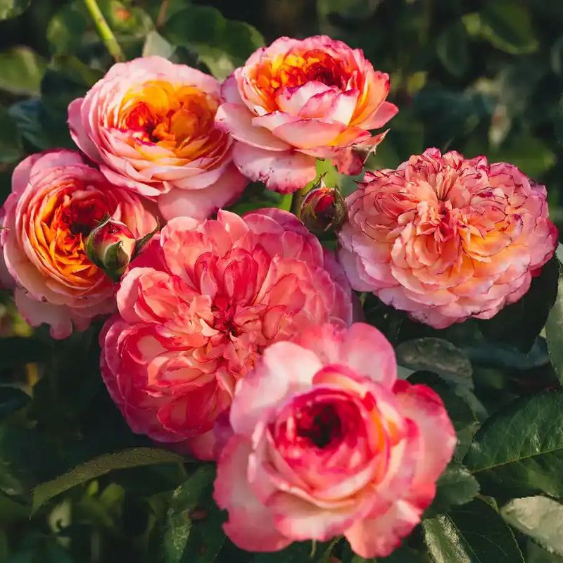 Rose - Fleur de Lumière