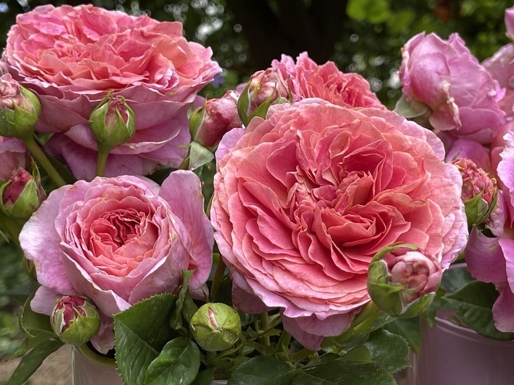 Rose - Fontenay