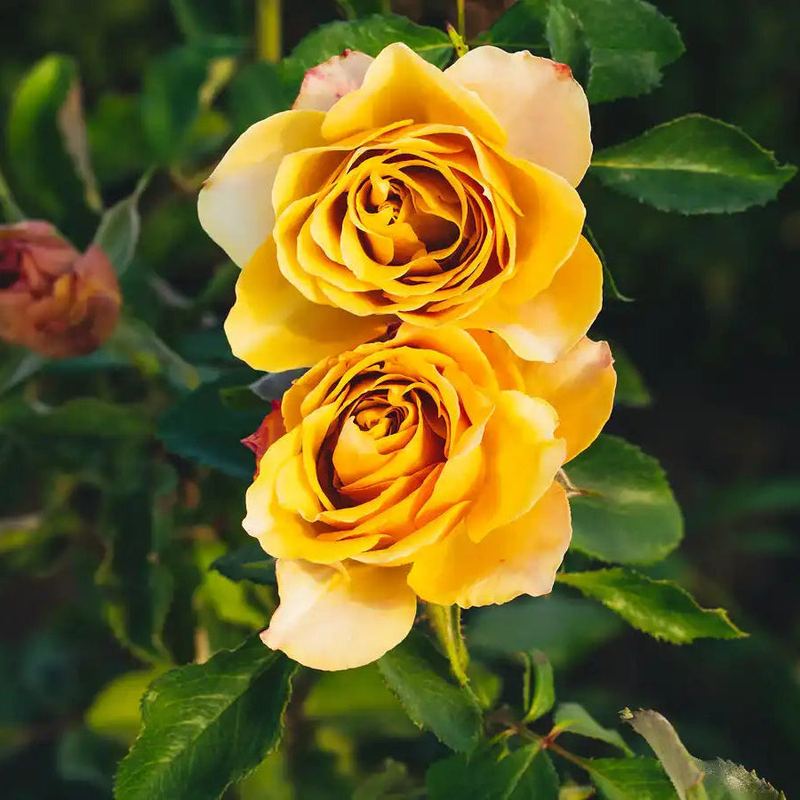 Rose - Golden Mustard