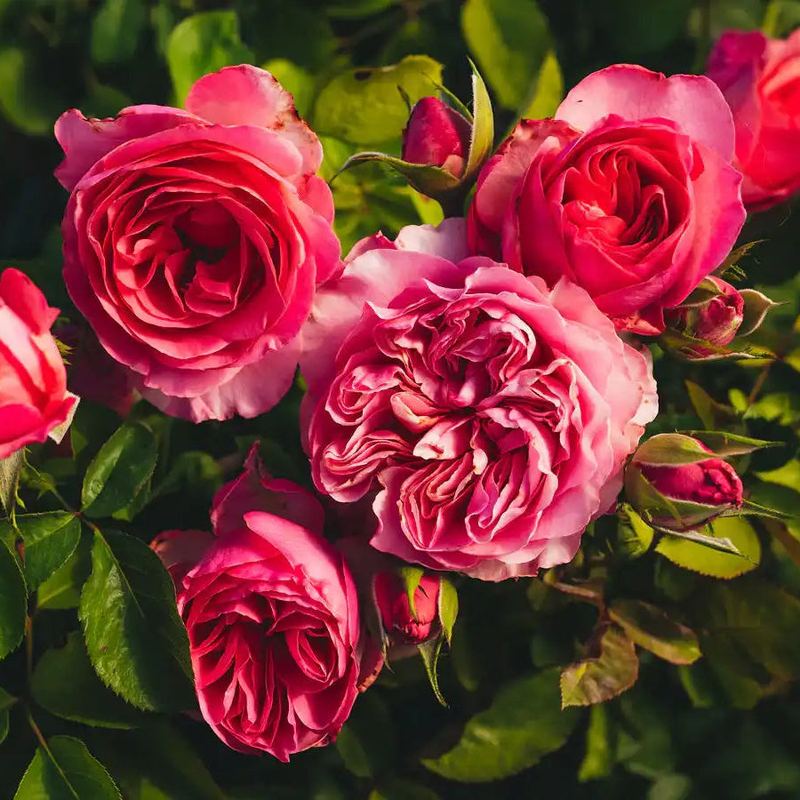 Rose - Graceful