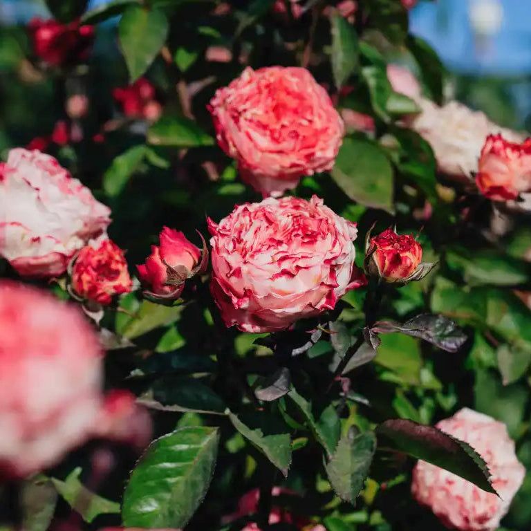 Rose - Grandma's Finest Mary