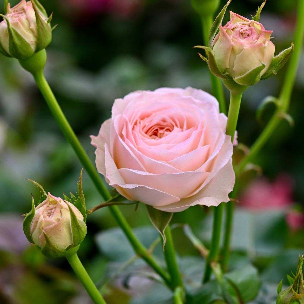 Rose - Grandma's Finest Romy