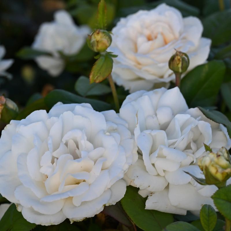 Rose - Gruaud Larose