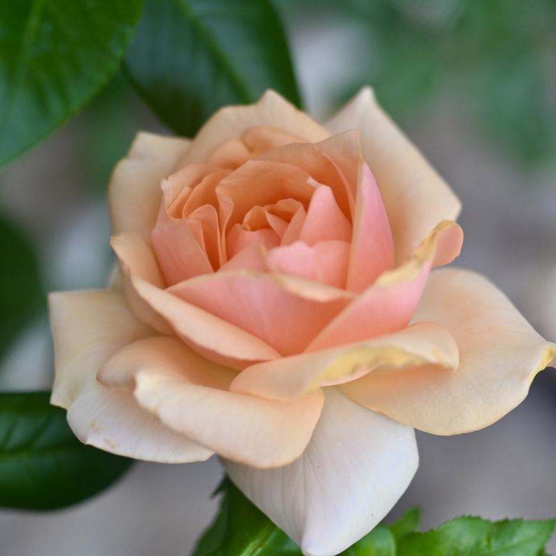 Rose - Guten Morgen