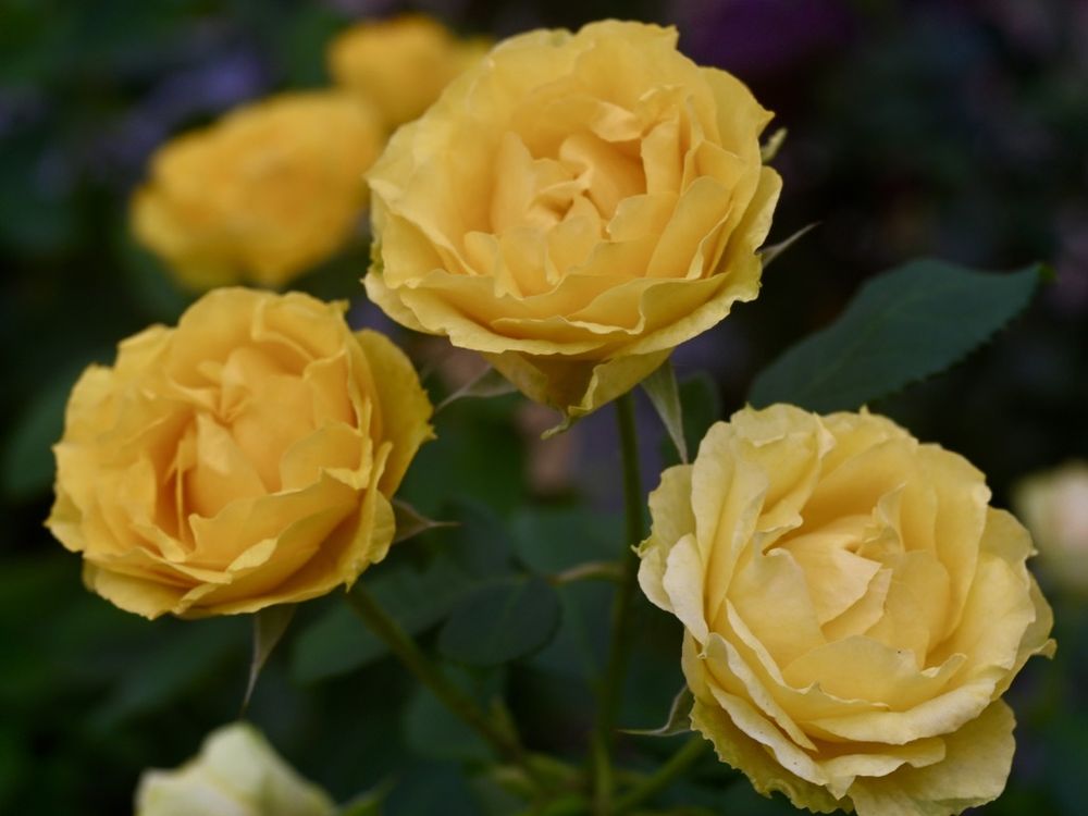 Rose - Halo