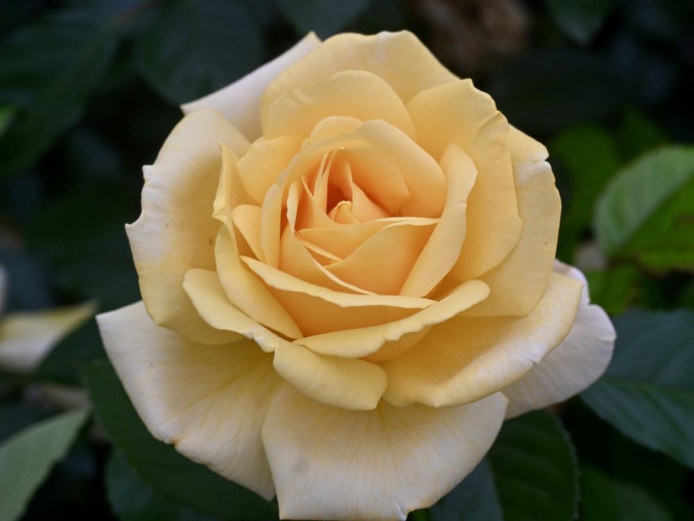 Rose - Holiday Island "Rarotonga"