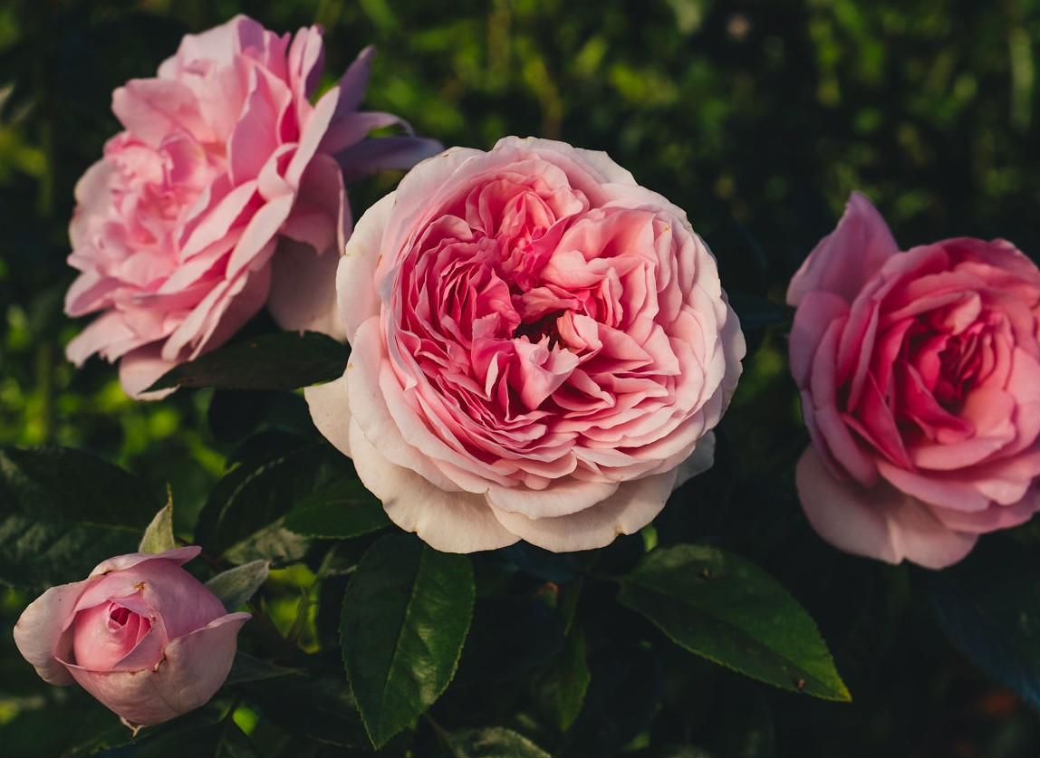 Rose - Jardin Couture